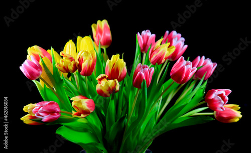 Colorful tulips (Tulipa) against black background photo