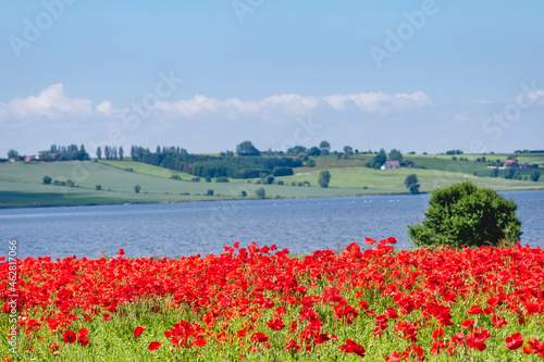 Bed of blooming poppies