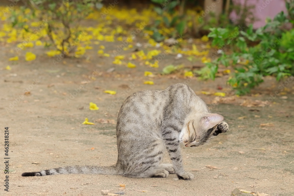 A cat cleaning legs and hair with tongue A cat cleaning legs and hair with tongue