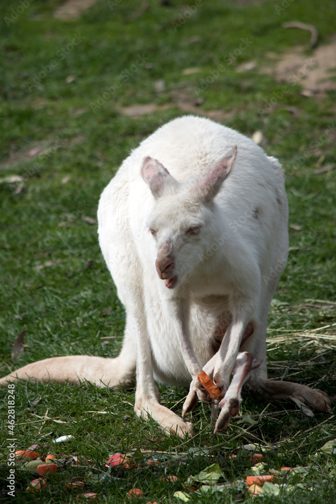 the albino western grey kangaroo has a joey in her pouch the albino western grey kangaroo has a joey in her pouch