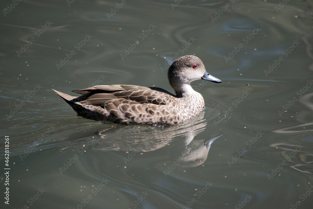 the chestnut teal is swimming in the lake the chestnut teal is swimming in the lake