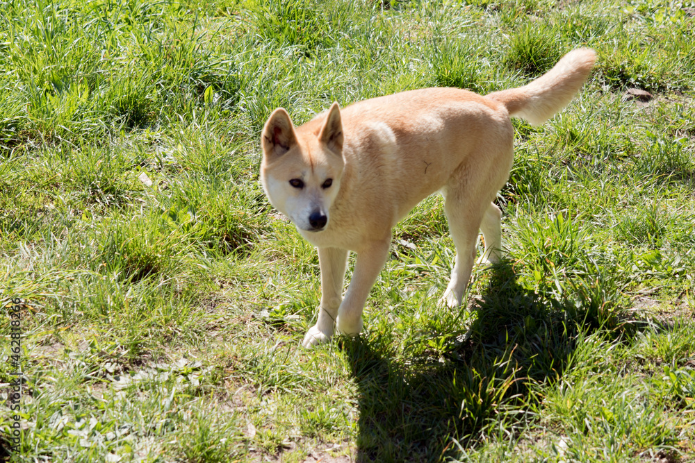 the golden dingo is an Australian wild dog the golden dingo is an Australian wild dog