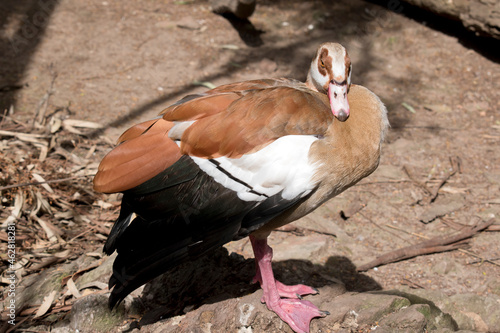 this is a side view of an egyptain goose photo