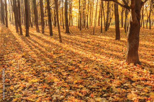 Colorful Leaves on the Forest Floor with Sunlight