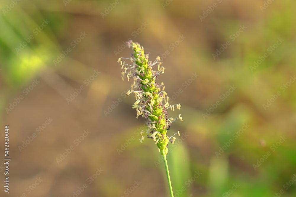 Macro photo of pollen of a wild plant flower Macro photo of pollen of a wild plant flower