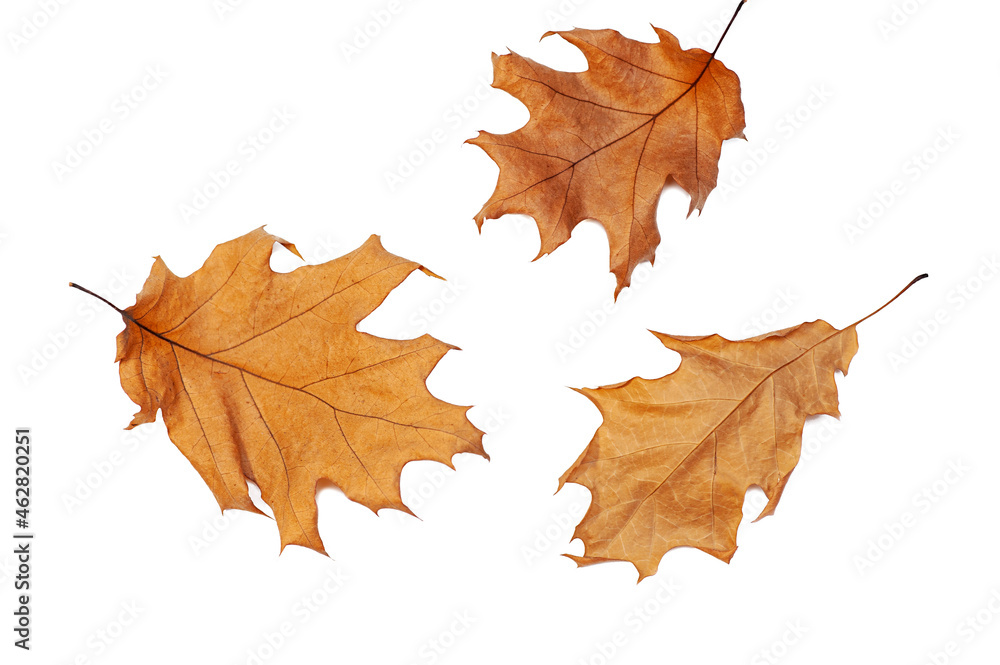 Isolated leaves. Collection of fallen autumn leaves on a white background. Isolated leaves. Collection of fallen autumn leaves on a white background.