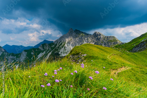 Germany, Bavaria, Allgaeu, Allgaeu Alps, Armeria alpina flowers photo