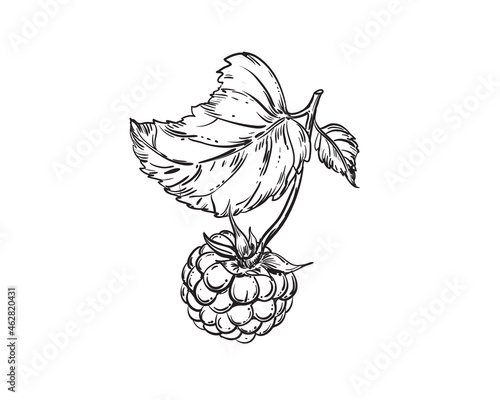 Hand drawn sketch black and white of raspberry, leaf, berry plant. Vector illustration. Elements in graphic style label, card, sticker, menu, package. Engraved style illustration.