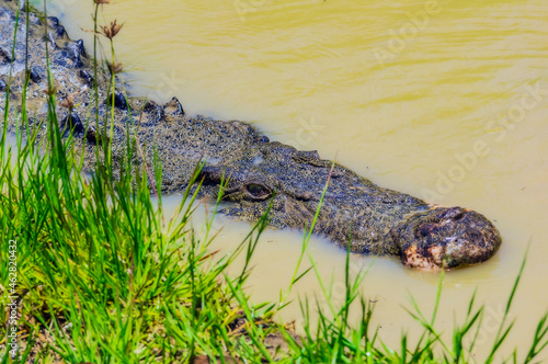 Australia, Head of crocodile hiding in water