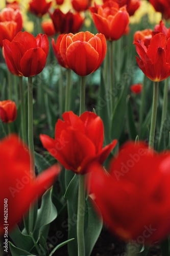 field of tulips