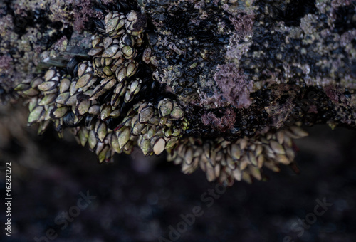 barbacles on the sea rocks 