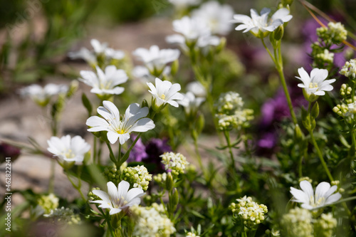 Close-up of Polygala alpestris flowers blooming outdoors, KitzbÔøΩhel, Tyrol, Austria photo
