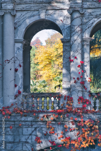 Orange leaf creepers on built structure during autumn