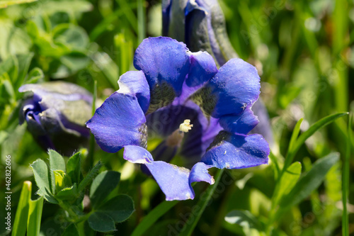 Close-up of blue stemless gentian blooming outdoors, KitzbÔøΩhel, Tyrol, Austria photo