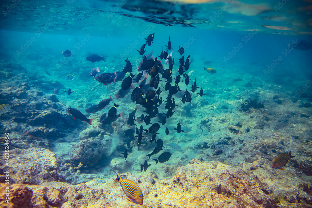Underwater view of school of fish swimming in clear waters of Arabian Sea Underwater view of school of fish swimming in clear waters of Arabian Sea