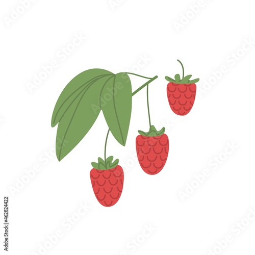 Fresh raspberries growing on branch. Ripe red wild berries hanging on twig with leaf. Garden fruit plant. Flat vector illustration isolated on white background