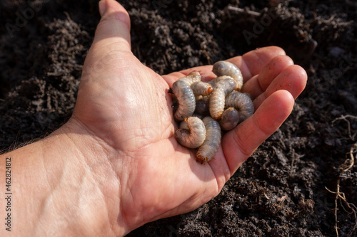 Top view close-up of many beetle larva or Grubs living in the soil of a compost, collected in the hand while gardening.