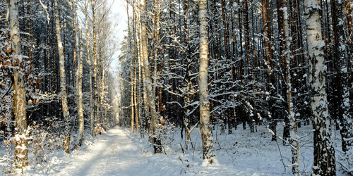 Winter forest landscape. Forest road with snow and birch trees.