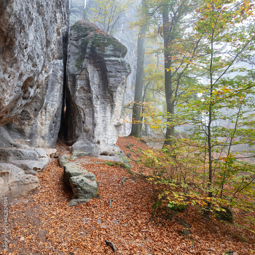 Germany, Saxony, Fallen leaves at bottom of cliff in Saxon Switzerland National Park photo