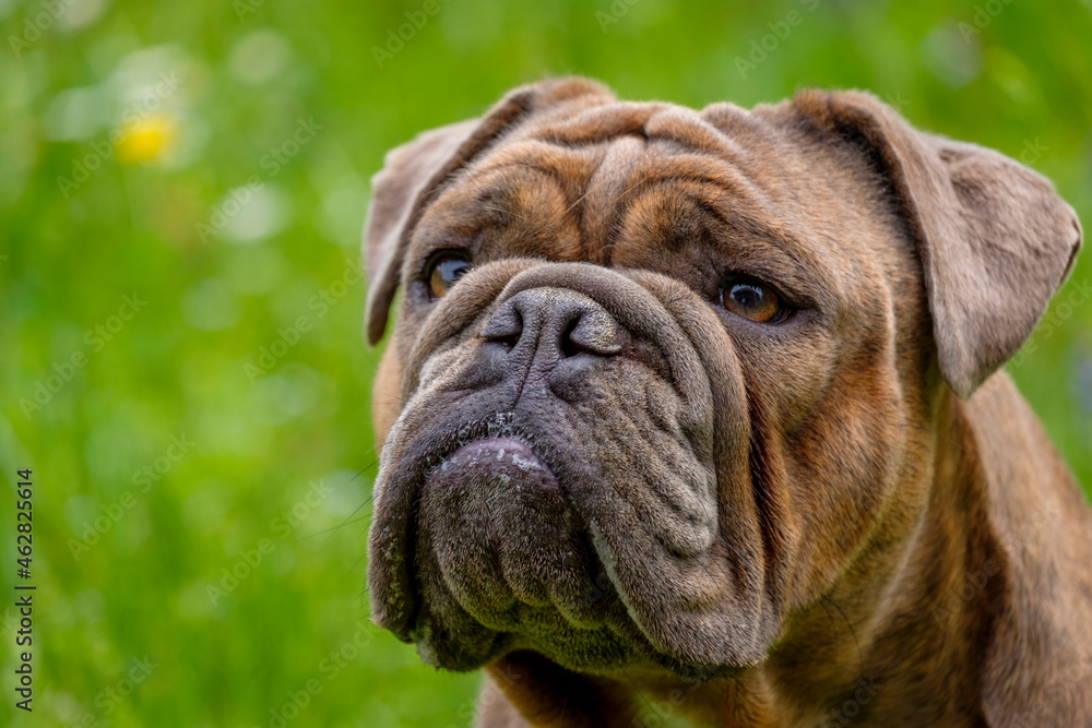 Portrait of English Bulldog looking away Portrait of English Bulldog looking away