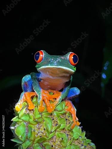 Fotografie Pfeilgiftfrosch Augen