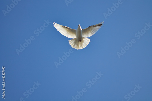 white dove in flight against a blue sky