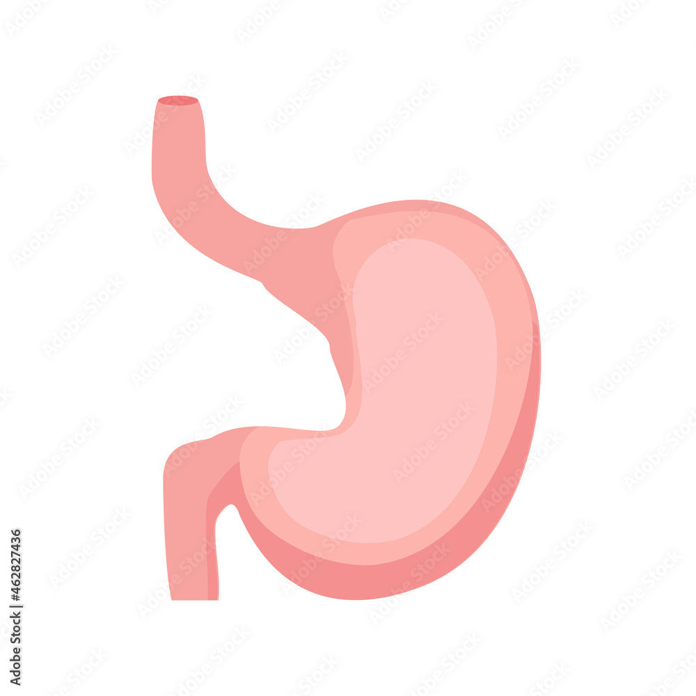 Stomach icon. Human internal organs symbol Stomach icon. Human internal organs symbol