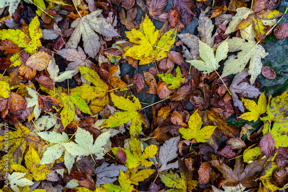 Directly above view of fallen leaves in national park during autumn Directly above view of fallen leaves in national park during autumn
