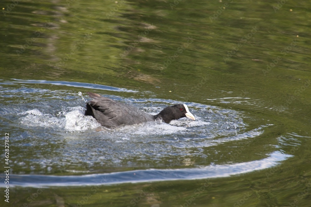 Fototapeta premium duck on the river
