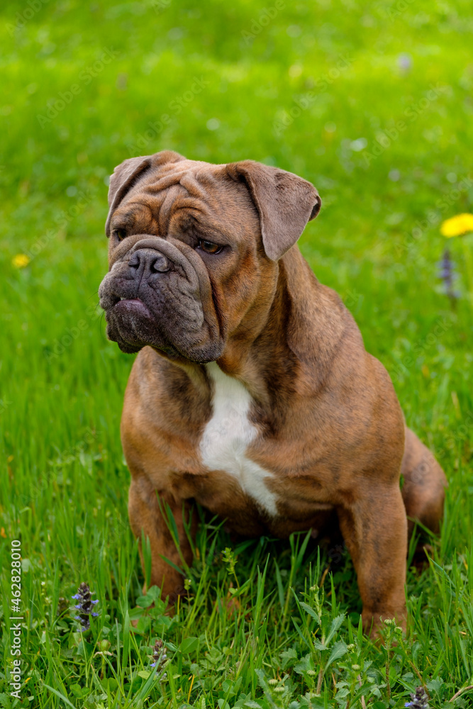 Portrait of English Bulldog sitting on grass Portrait of English Bulldog sitting on grass