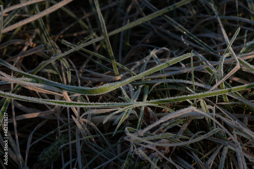 Frost on the grass after a cold night