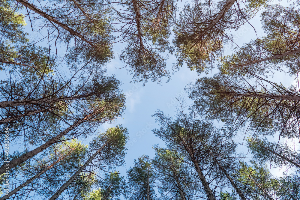 Fototapeta premium Bottom up view in a pine forest. The tops of the pines against the background of the bare sky.