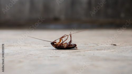 Cockroaches die on the floor.