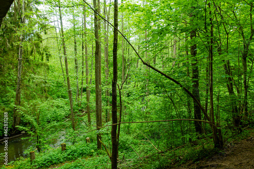 botkuny las drzewo puszcza rzeczka rzeka spływa potok