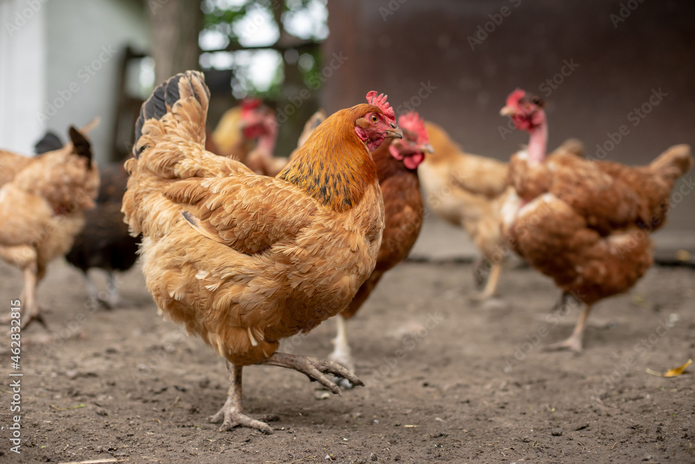 Fototapeta premium Happy chicken on the farm