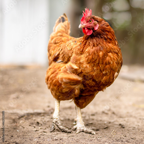 Happy chicken on the farm