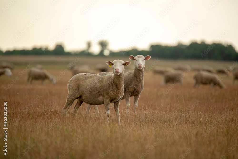 Obraz premium Happy sheep at summer sunset