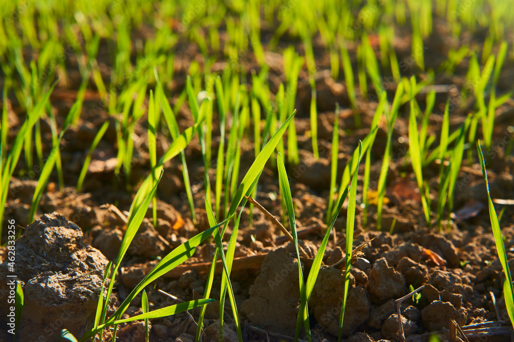 Freshly grown cereal in the autumn field. Close up. Selective focus. Young wheat seedlings growing in a field. Young green wheat growing in soil. Close up on sprouting rye agriculture on sunny field Freshly grown cereal in the autumn field. Close up. Selective focus. Young wheat seedlings growing in a field. Young green wheat growing in soil. Close up on sprouting rye agriculture on sunny field