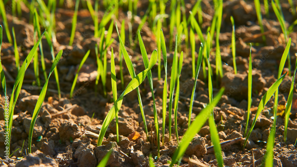 Freshly grown cereal in the autumn field. Close up. Selective focus. Young wheat seedlings growing in a field. Young green wheat growing in soil. Close up on sprouting rye agriculture on sunny field Freshly grown cereal in the autumn field. Close up. Selective focus. Young wheat seedlings growing in a field. Young green wheat growing in soil. Close up on sprouting rye agriculture on sunny field