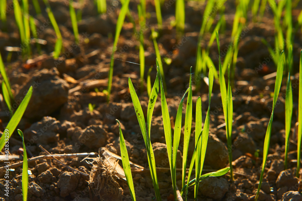 Freshly grown cereal in the autumn field. Close up. Selective focus. Young wheat seedlings growing in a field. Young green wheat growing in soil. Close up on sprouting rye agriculture on sunny field Freshly grown cereal in the autumn field. Close up. Selective focus. Young wheat seedlings growing in a field. Young green wheat growing in soil. Close up on sprouting rye agriculture on sunny field