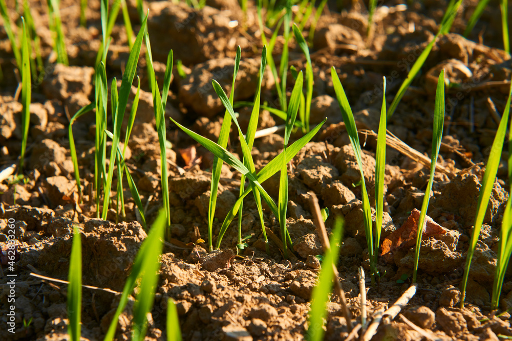Freshly grown cereal in the autumn field. Close up. Selective focus. Young wheat seedlings growing in a field. Young green wheat growing in soil. Close up on sprouting rye agriculture on sunny field Freshly grown cereal in the autumn field. Close up. Selective focus. Young wheat seedlings growing in a field. Young green wheat growing in soil. Close up on sprouting rye agriculture on sunny field