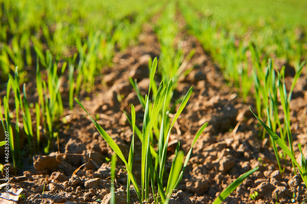 Freshly grown cereal in the autumn field. Close up. Selective focus. Young wheat seedlings growing in a field. Young green wheat growing in soil. Close up on sprouting rye agriculture on sunny field Freshly grown cereal in the autumn field. Close up. Selective focus. Young wheat seedlings growing in a field. Young green wheat growing in soil. Close up on sprouting rye agriculture on sunny field