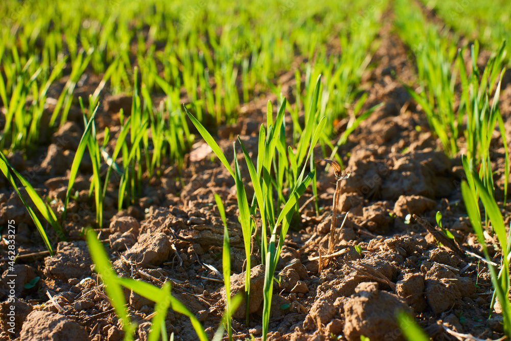 Freshly grown cereal in the autumn field. Close up. Selective focus. Young wheat seedlings growing in a field. Young green wheat growing in soil. Close up on sprouting rye agriculture on sunny field Freshly grown cereal in the autumn field. Close up. Selective focus. Young wheat seedlings growing in a field. Young green wheat growing in soil. Close up on sprouting rye agriculture on sunny field