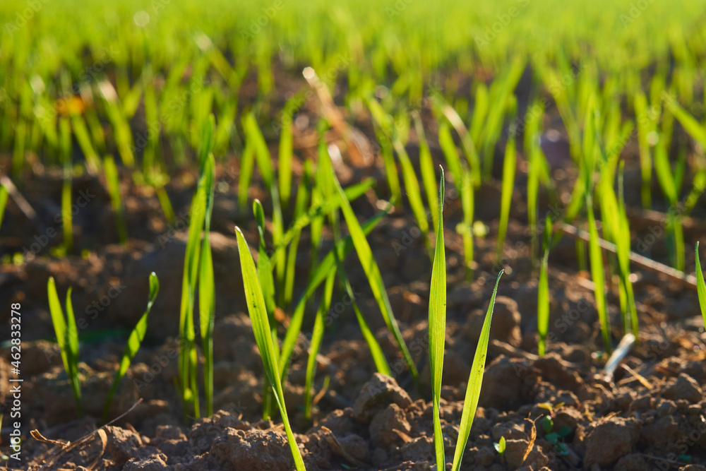 Freshly grown cereal in the autumn field. Close up. Selective focus. Young wheat seedlings growing in a field. Young green wheat growing in soil. Close up on sprouting rye agriculture on sunny field Freshly grown cereal in the autumn field. Close up. Selective focus. Young wheat seedlings growing in a field. Young green wheat growing in soil. Close up on sprouting rye agriculture on sunny field