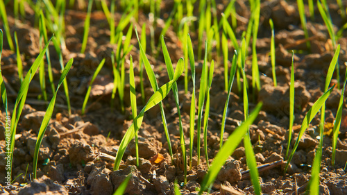 Freshly grown cereal in the autumn field. Close up. Selective focus. Young wheat seedlings growing in a field. Young green wheat growing in soil. Close up on sprouting rye agriculture on sunny field 