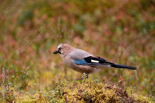 Nordic jay on the ground