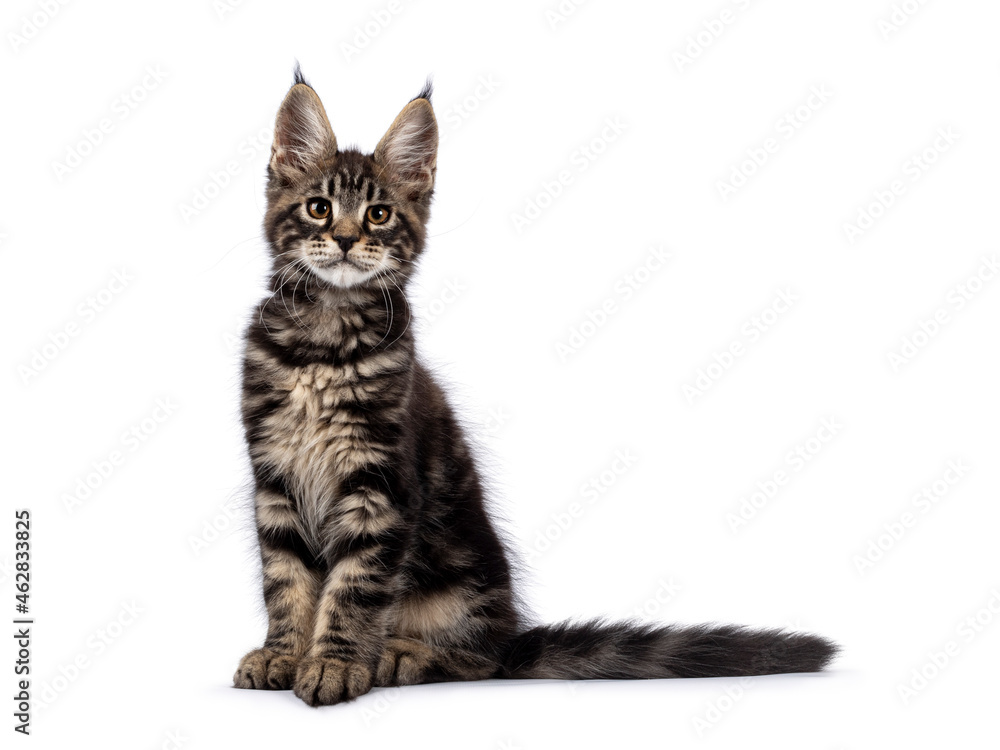 Adorable classic black tabby Maine Coon cat kitten, sitting straight up side ways. Looking straight into lens. Isolated on a white background.