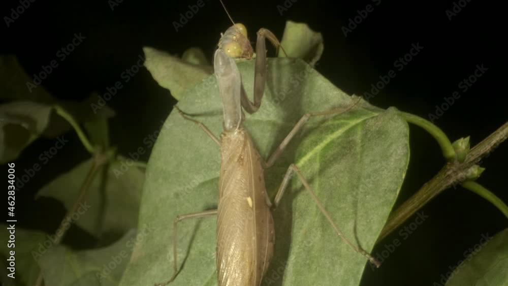 Praying mantis sits on a thorny leaf lilac and looks around. Close up of mantis insect Praying mantis sits on a thorny leaf lilac and looks around. Close up of mantis insect