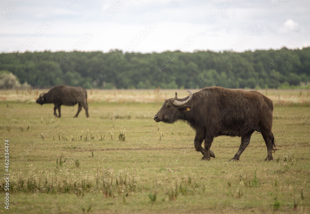 Buffalo on the grass in Hungarian National Park
