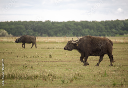 Buffalo on the grass in Hungarian National Park © Szucs